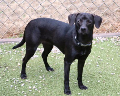 BABY ATHENS - Black Labrador Retriever / Dachshund available for adoption