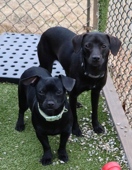 BABY ATHENS - Black Labrador Retriever / Dachshund available for adoption