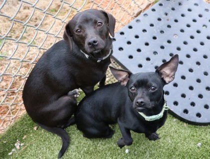 Baby Athens - Photo 3