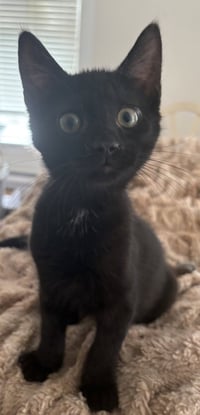 Raven KITTEN - Photo 3