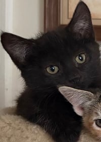 Raven KITTEN - Photo 4