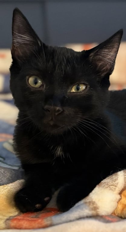 Raven KITTEN Image
