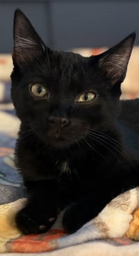Raven KITTEN - Photo 1