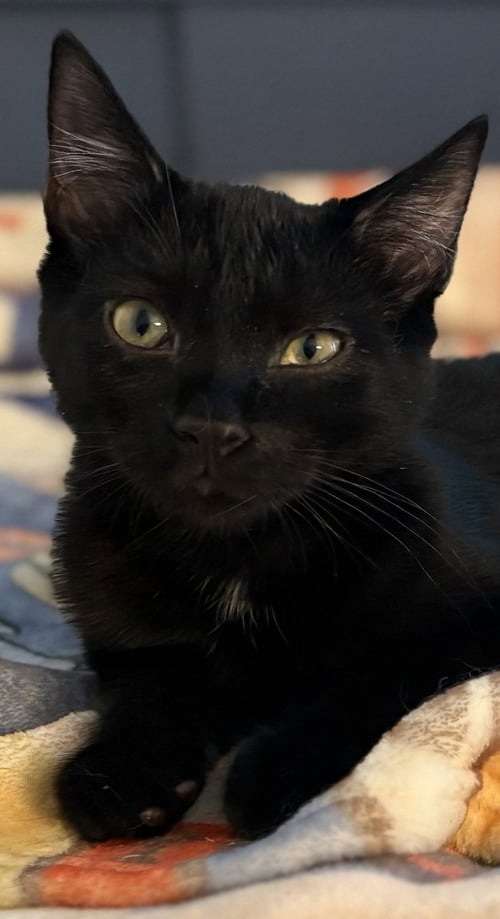 RAVEN KITTEN - Domestic Short Hair available for adoption