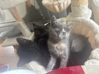 Raven KITTEN - Photo 7