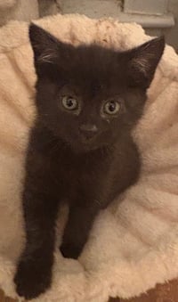 Raven KITTEN - Photo 5