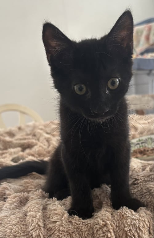 RAVEN KITTEN - Domestic Short Hair available for adoption