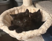 Raven KITTEN - Photo 6