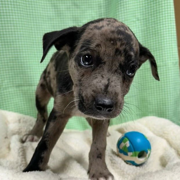FAITH LOUISIANA - Catahoula Leopard Dog available for adoption