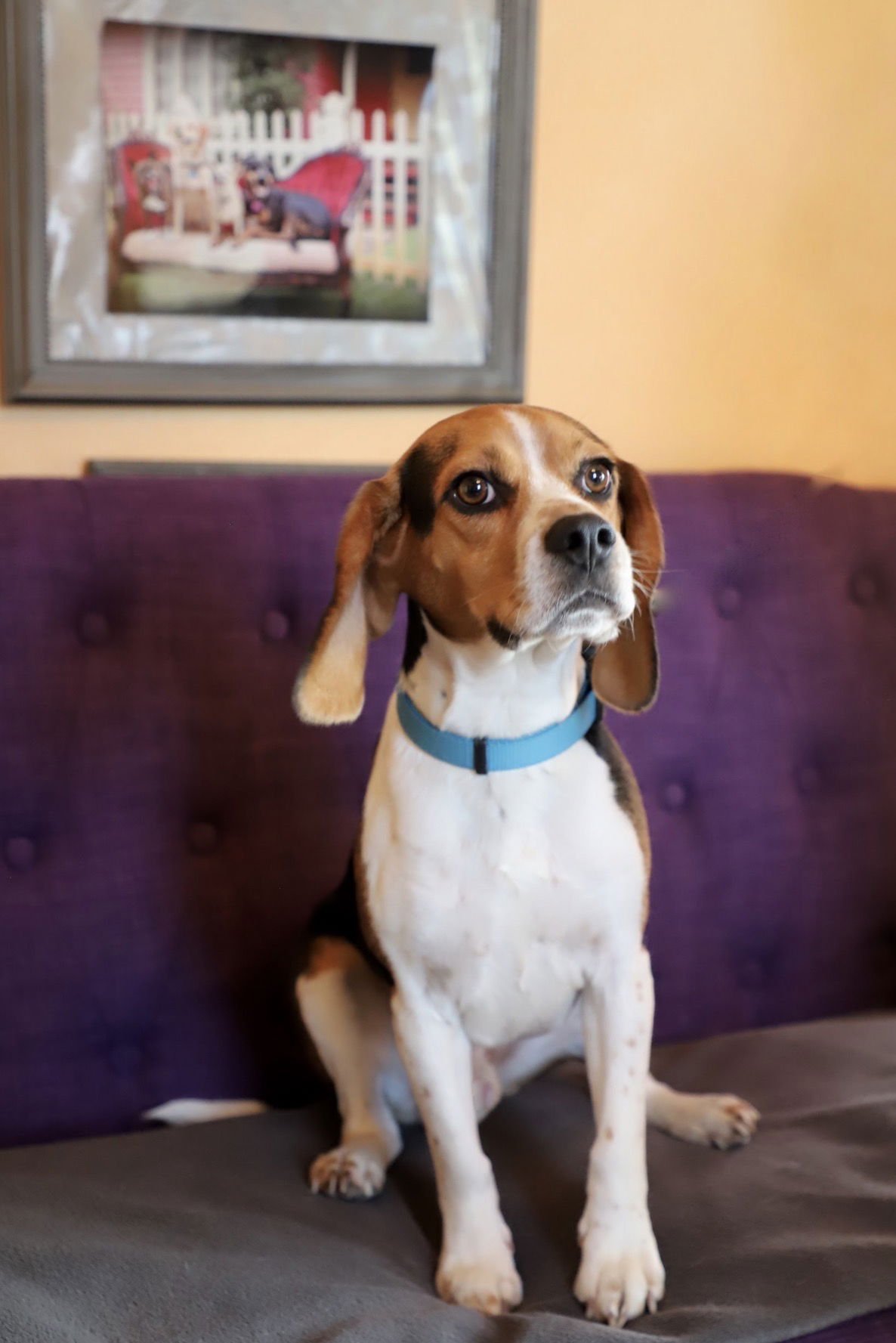 TEDDY LONESTAR - Beagle available for adoption