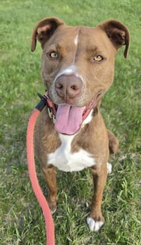 Brock Lonestar - Photo 4