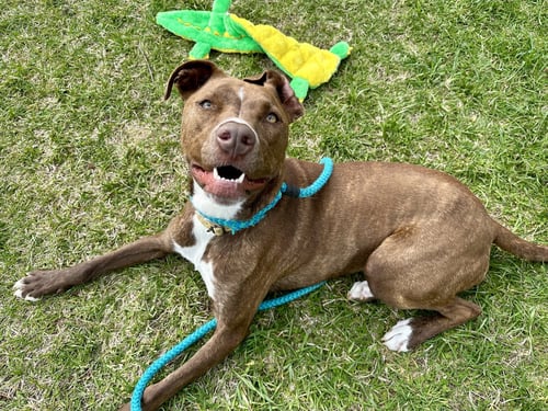 BROCK LONESTAR - Pit Bull Terrier available for adoption