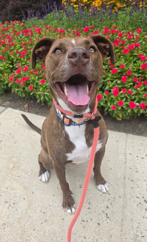 BROCK LONESTAR - Pit Bull Terrier available for adoption