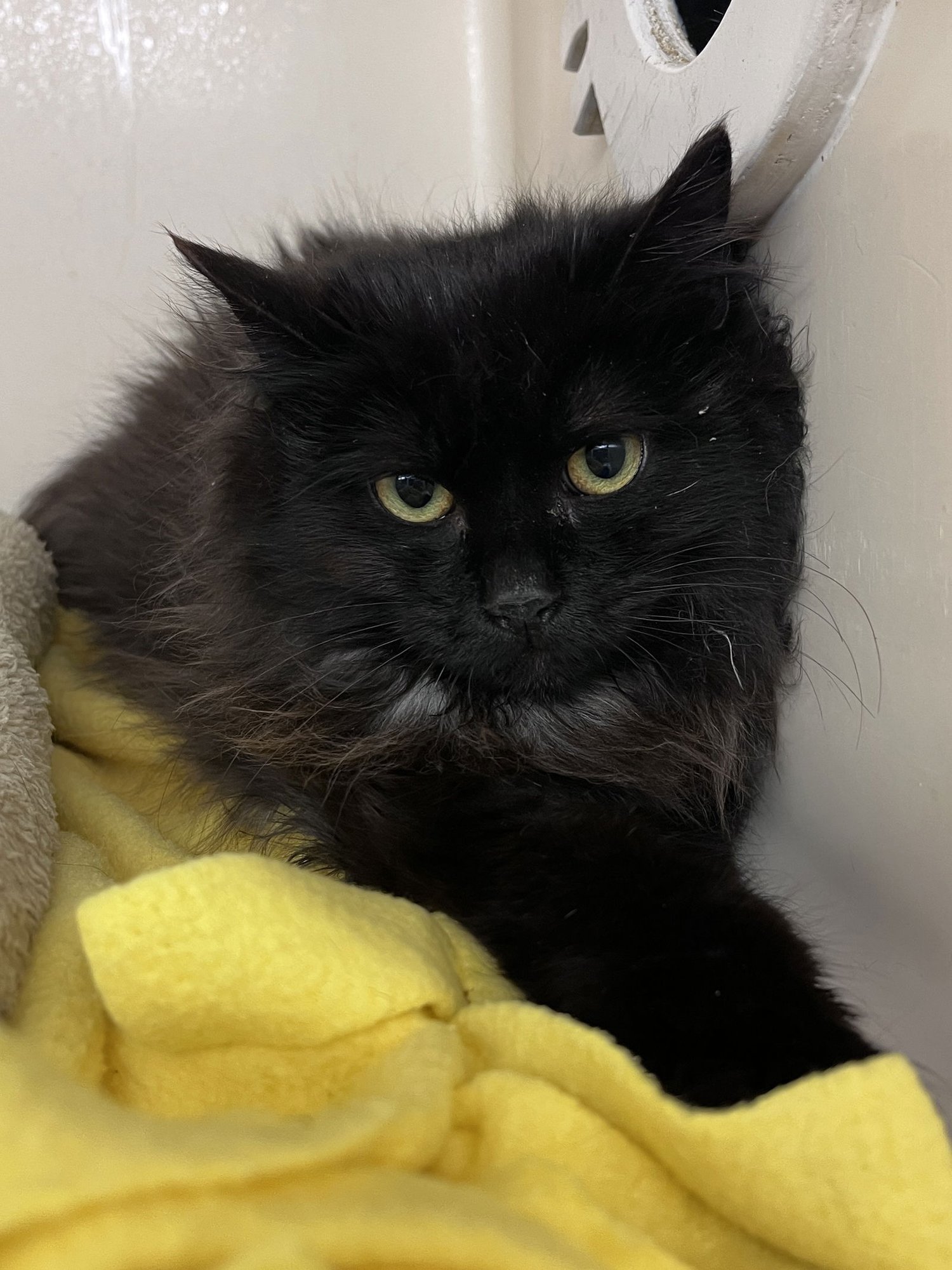 POOFY RM - Domestic Long Hair available for adoption