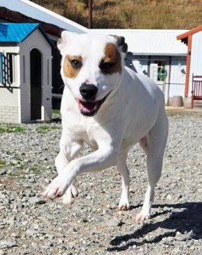 SASSY SCAS - Terrier available for adoption