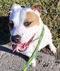 Sassy SCAS - Photo 2