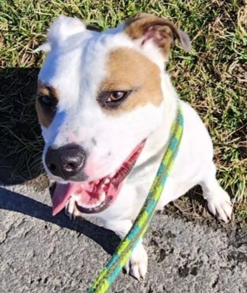 SASSY SCAS - Terrier available for adoption