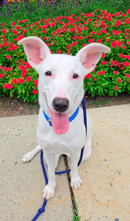 NELLIE LONESTAR - Carolina Dog / Shepherd available for adoption