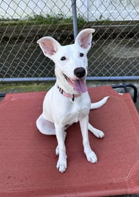 Nellie Lonestar - Photo 3