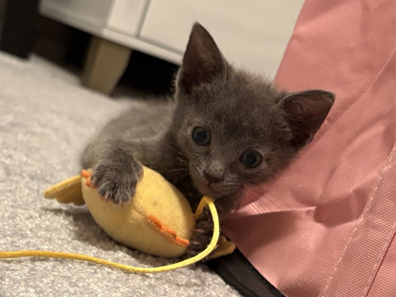 SELENA'S BIDI BIDI BOM BOM KITTEN - Domestic Short Hair available for adoption