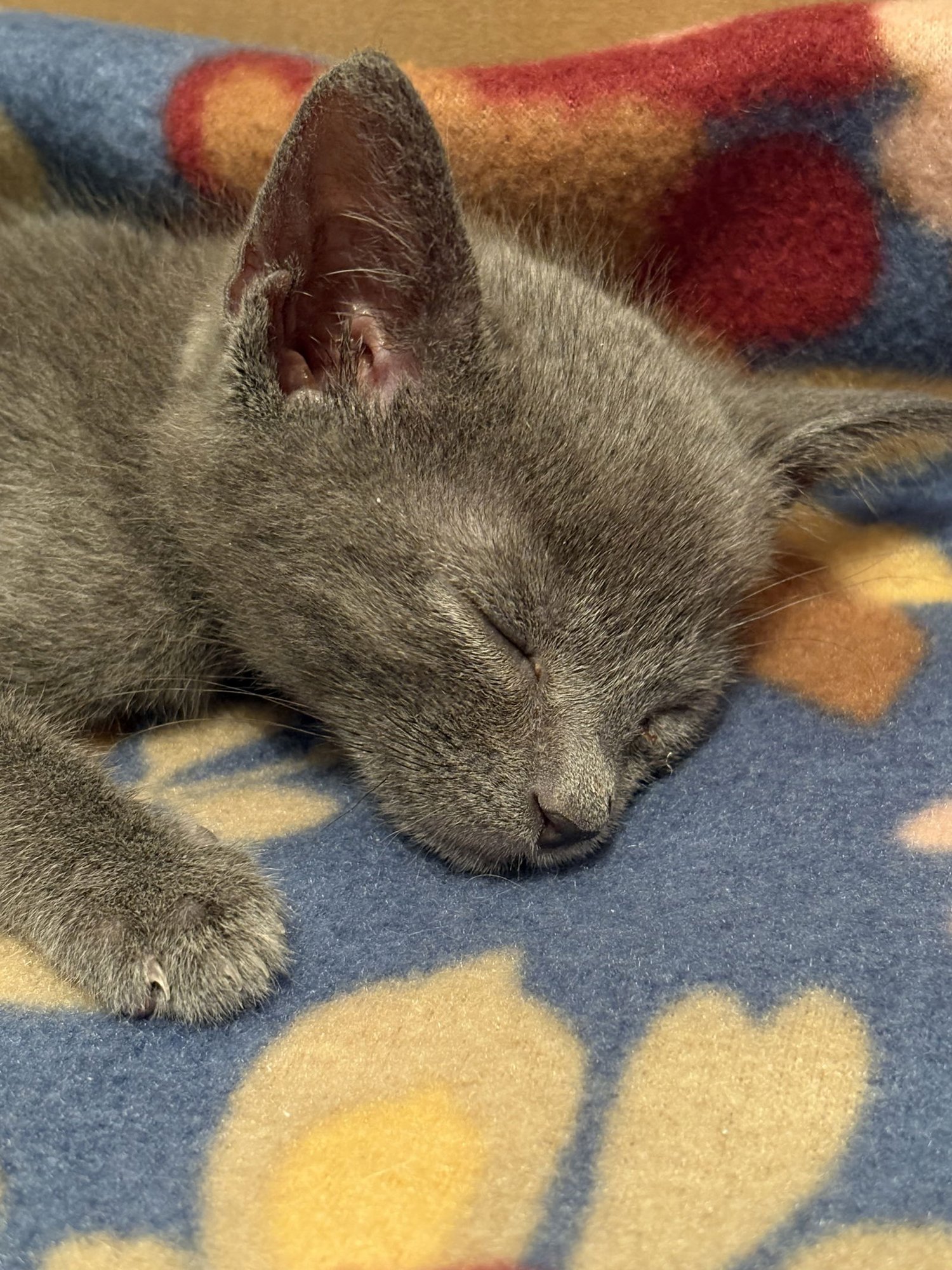 SELENA'S BIDI BIDI BOM BOM KITTEN - Domestic Short Hair available for adoption