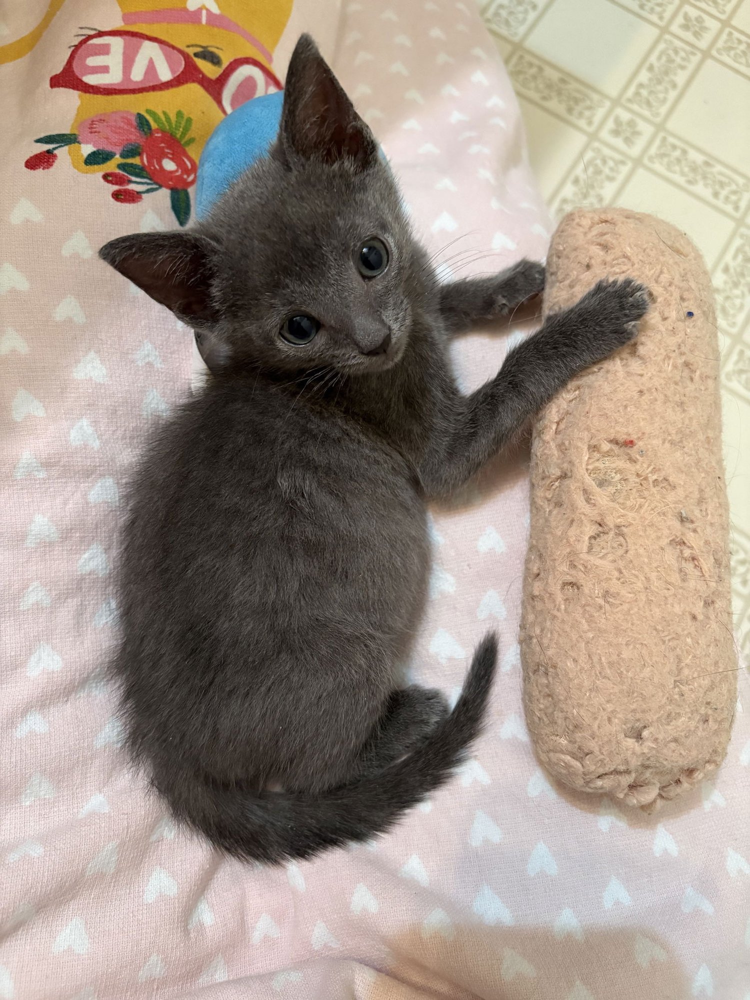 Selena's Bidi Bidi Bom Bom KITTEN - Photo 3