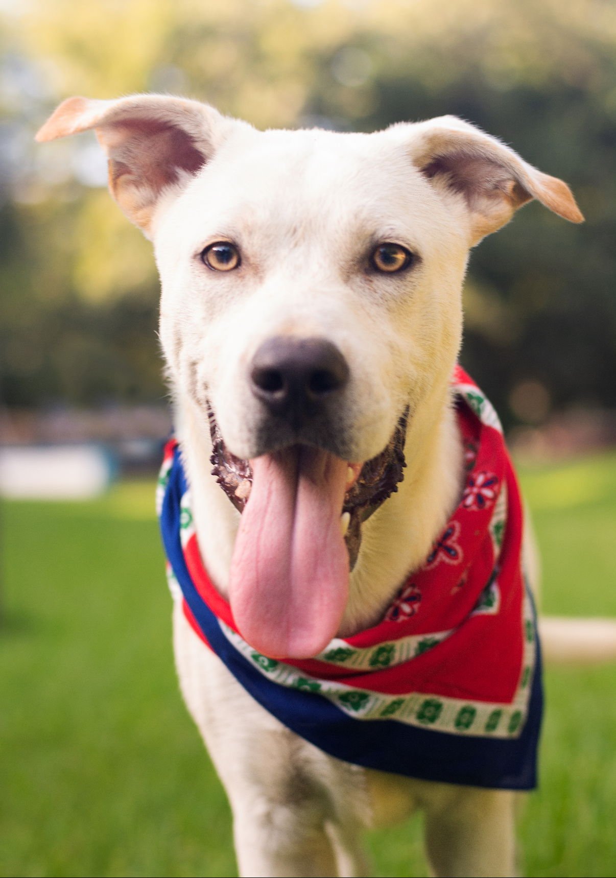 KRAMER LONESTAR - Labrador Retriever available for adoption
