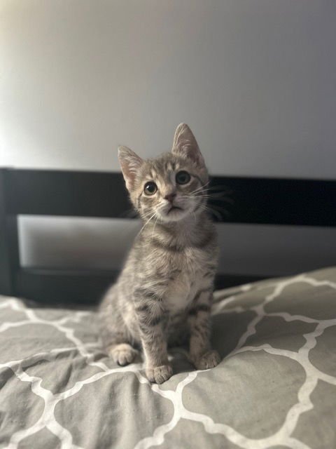 NADIA'S ASTRO KITTEN - Domestic Short Hair available for adoption