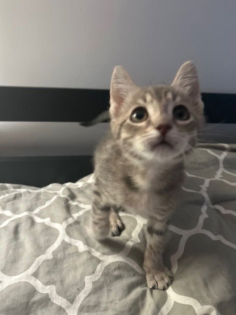 NADIA'S ASTRO KITTEN - Domestic Short Hair available for adoption