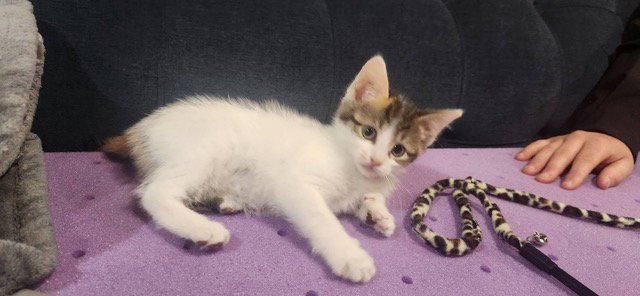 Sandy's Snow White KITTEN Image
