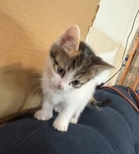 Sandy's Snow White KITTEN - Photo 2