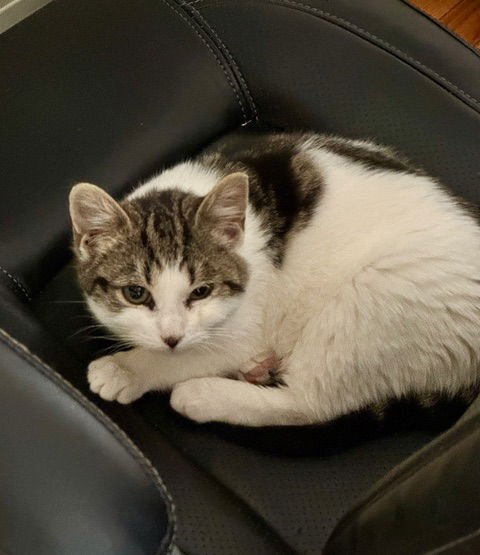 SOUP KITTEN - Domestic Short Hair available for adoption