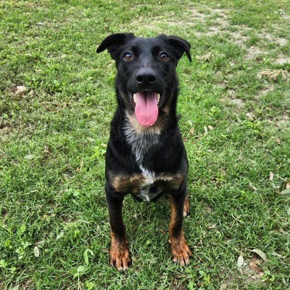 OPHELIA GCH - Australian Cattle Dog/Blue Heeler / Shepherd available for adoption