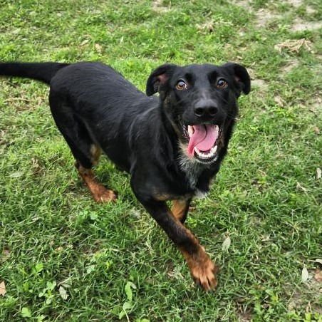 OPHELIA GCH - Australian Cattle Dog/Blue Heeler / Shepherd available for adoption