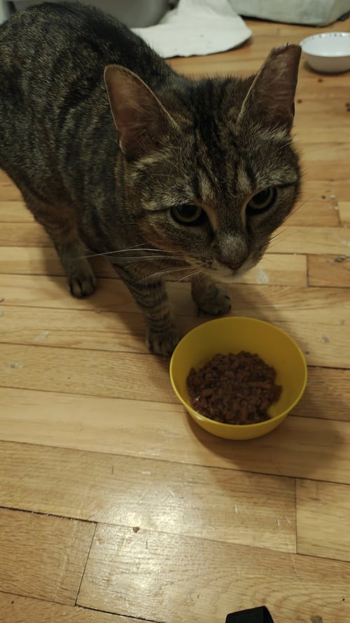 BO PEEP RPS - Domestic Short Hair available for adoption
