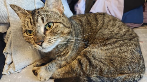 BO PEEP RPS - Domestic Short Hair available for adoption