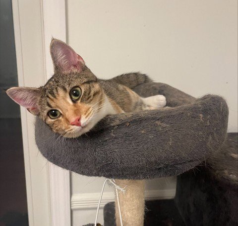 JAX KITTEN