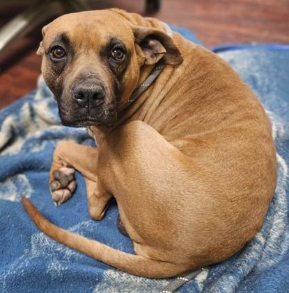 BRUCE SCAS - Boxer available for adoption