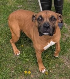 BRUCE SCAS - Boxer available for adoption