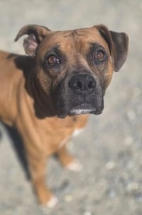 Bruce SCAS - Photo 3