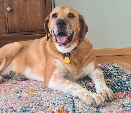 GUNNER DIXON - Hound / Labrador Retriever available for adoption