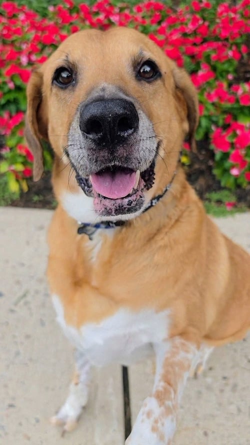 GUNNER DIXON - Hound / Labrador Retriever available for adoption