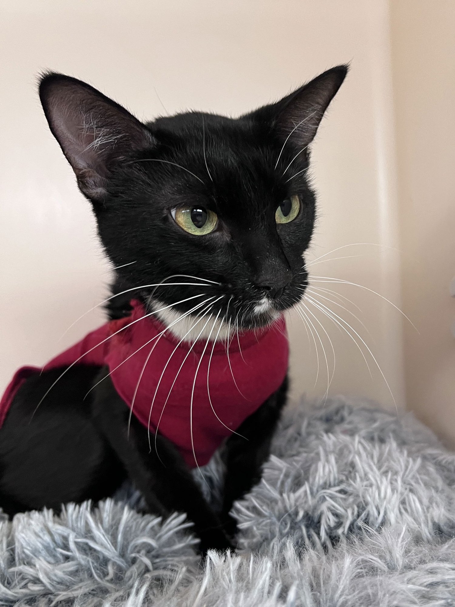 MADISON RPS - Domestic Short Hair available for adoption