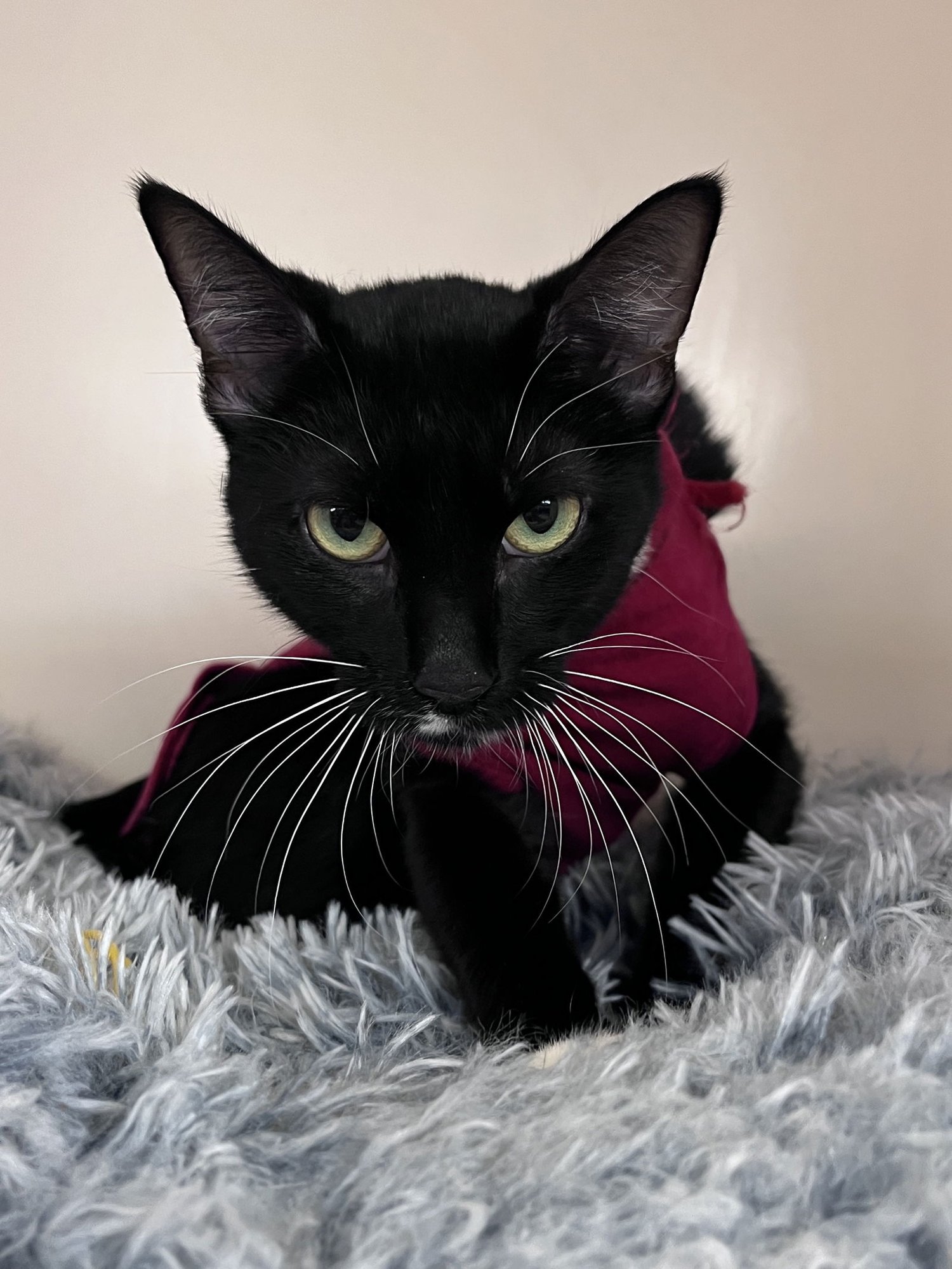 MADISON RPS - Domestic Short Hair available for adoption