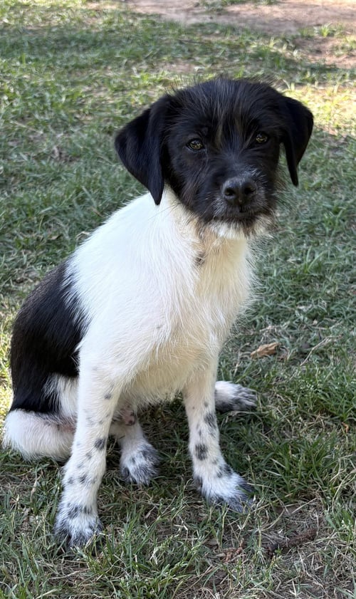COSMO LONESTAR - Terrier available for adoption