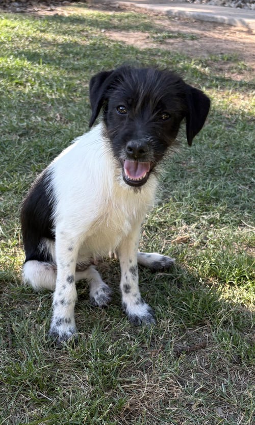 COSMO LONESTAR - Terrier available for adoption