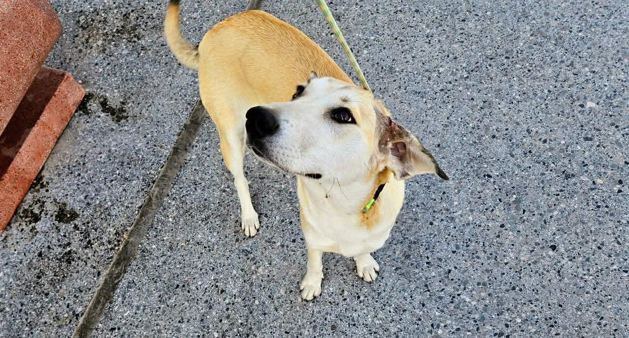 LIMA ALBANIA - Labrador Retriever / Anatolian Shepherd available for adoption