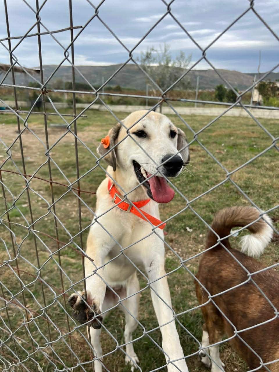 LIMA ALBANIA - Labrador Retriever / Anatolian Shepherd available for adoption