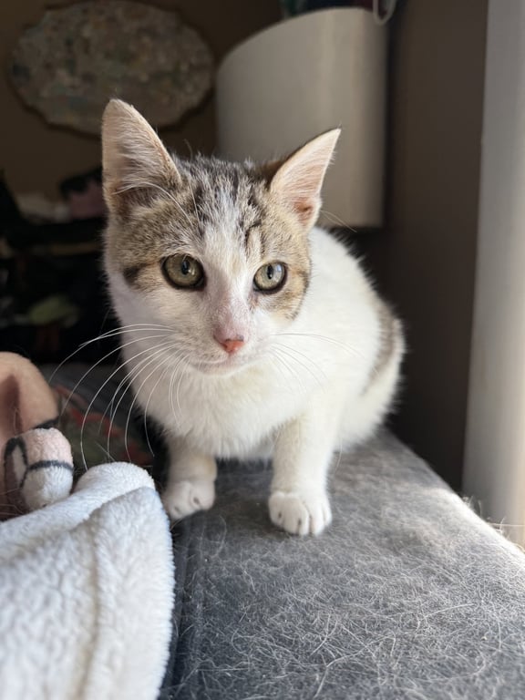 Bartholomeow KITTEN Image