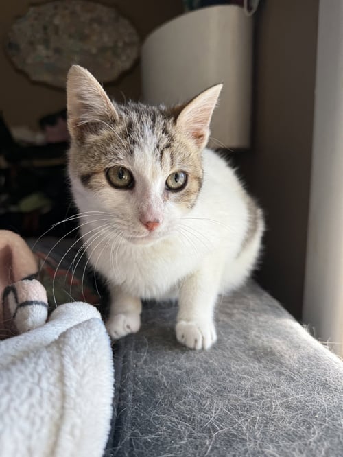 BARTHOLOMEOW KITTEN - Domestic Short Hair available for adoption